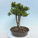 Outdoor-Bonsai - Buxus microphylla - Buchsbaum - 4/5