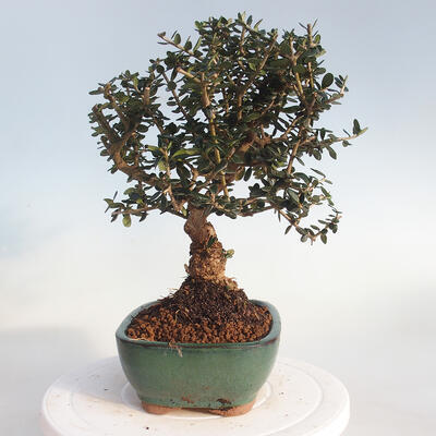 Indoor-Bonsai - Olea europaea sylvestris - Europäisches kleinblättriges Olivenöl - 4