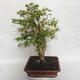 Indoor-Bonsai - Cudrania equisetifolia - 4/5