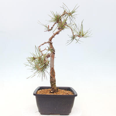 Bonsai im Freien - Pinus Sylvestris - Waldkiefer - 4