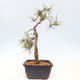 Bonsai im Freien - Pinus Sylvestris - Waldkiefer - 4/4