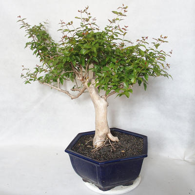 Indoor Bonsai - Australische Kirsche - Eugenia uniflora - 4