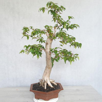 Zimmer Bonsai - Australische Kirsche - Eugenia uniflora - 4