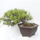 Bonsai im Freien - Pinus parviflora - kleinblumige Kiefer - 4/5