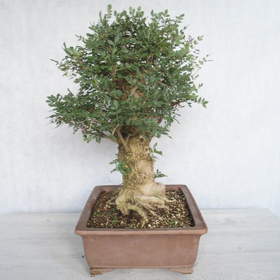 Innenbonsai - Fraxinus angustifolia - Innenasche - 4