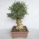Innenbonsai - Fraxinus angustifolia - Innenasche - 4/4