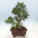 Zimmerbonsai - Ficus nerifolia - kleinblättriger Ficus - 4/4