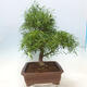 Zimmerbonsai - Ficus nerifolia - kleinblättriger Ficus - 4/4