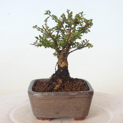 Outdoor-Bonsai - Ulmus parvifolia SAIGEN - Kleinblättrige Ulme - 4