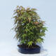 Acer palmatum - Ahorn - Hain - 4/5