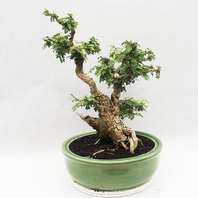 Indoor Bonsai -Phyllanthus Niruri- Smuteň - 4
