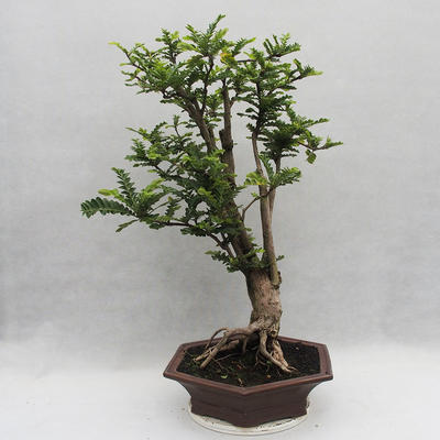 Indoor Bonsai -Phyllanthus Niruri- Smuteň - 4