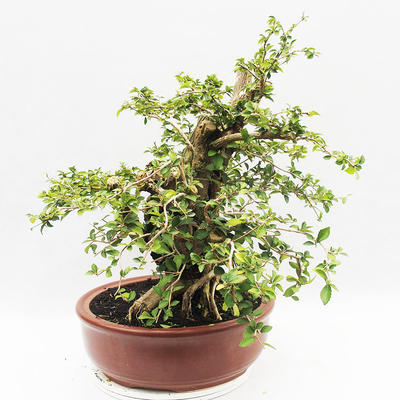 Indoor-Bonsai - Cudrania equisetifolia - 4