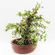 Indoor-Bonsai - Cudrania equisetifolia - 4/5