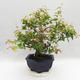 Indoor Bonsai - Australische Kirsche - Eugenia uniflora - 4/5