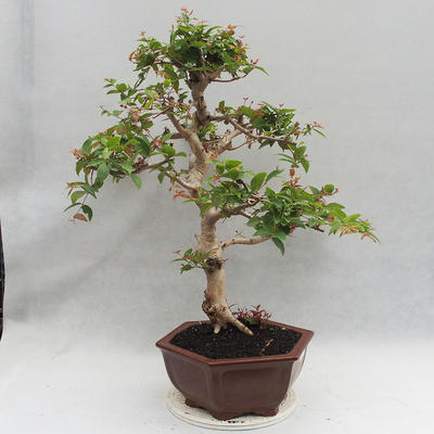 Zimmer Bonsai - Australische Kirsche - Eugenia uniflora - 4