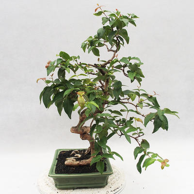 Indoor Bonsai - Australische Kirsche - Eugenia uniflora - 4