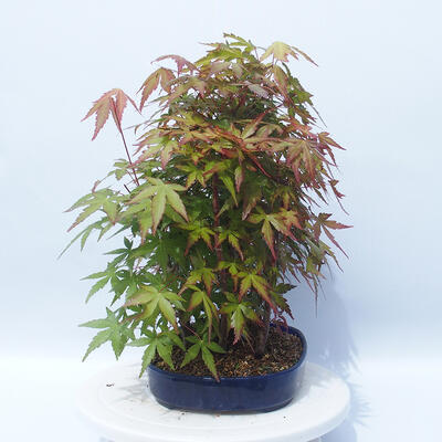 Acer palmatum - Ahorn - Hain - 4