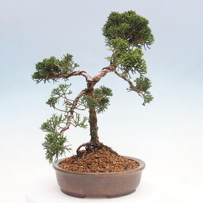 Outdoor-Bonsai - Juniperus chinensis Kishu - Chinesischer Wacholder - 4