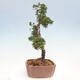 Outdoor-Bonsai - Juniperus chinensis Kishu - Chinesischer Wacholder - 4/4