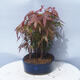 Acer palmatum - Ahorn - Hain - 4/5