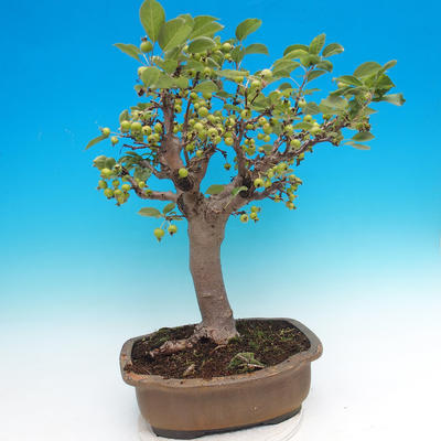 Bonsai im Freien - Malus halliana - Malplate Apfelbaum - 4