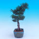 Outdoor-Bonsai -Borovice drobnokvětá - Pinus parviflora glauca - 4/7