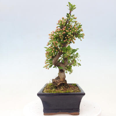 Freilandbonsai - Malus sargentii - Kleinfruchtiger Apfelbaum - 4