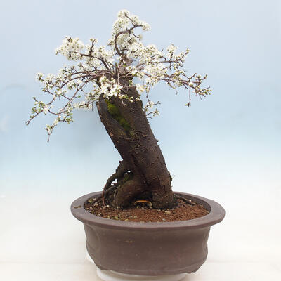 Bonsai im Freien - Prunus spinosa - Schlehe - 4