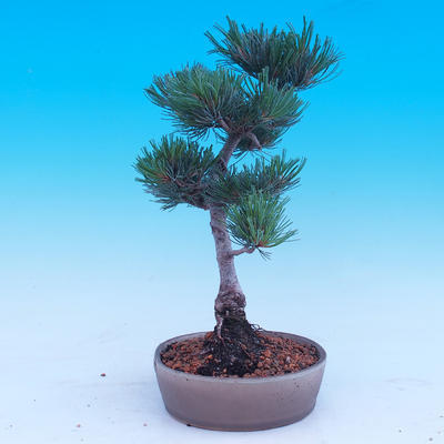 Outdoor-Bonsai -Borovice drobnokvětá - Pinus parviflora glauca - 4