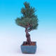 Outdoor-Bonsai -Borovice drobnokvětá - Pinus parviflora glauca - 4/6