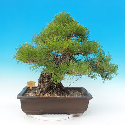 Bonsai im Freien - Pinus thunbergii - Thunbergova-Kiefer - 4