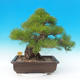 Bonsai im Freien - Pinus thunbergii - Thunbergova-Kiefer - 4/6