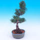 Outdoor-Bonsai -Borovice drobnokvětá - Pinus parviflora glauca - 4/6