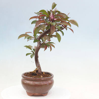 Freilandbonsai - Malus Domestica - Kleinfruchtiger rotblättriger Apfelbaum - 4