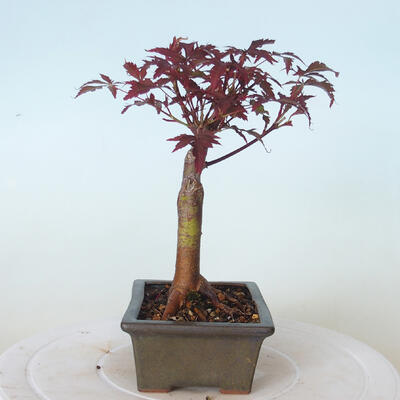 Outdoor-Bonsai - Acer-Palme. Atropurpureum-Rotes Palmblatt - 4