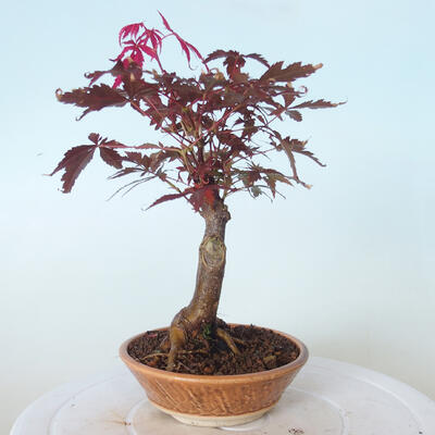 Outdoor-Bonsai - Acer-Palme. Atropurpureum-Rotes Palmblatt - 4
