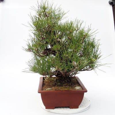 Pinus thunbergii Corticosa - Thunberg Kiefer - 4