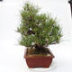 Pinus thunbergii Corticosa - Thunberg Kiefer - 4/5