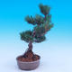 Outdoor-Bonsai -Borovice drobnokvětá - Pinus parviflora glauca - 4/7