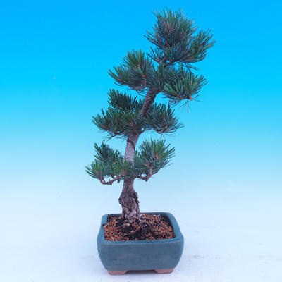 Outdoor-Bonsai -Borovice drobnokvětá - Pinus parviflora glauca - 4