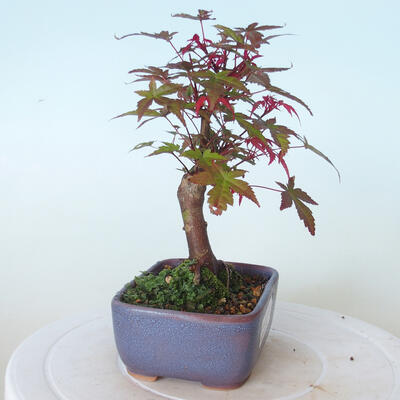 Outdoor-Bonsai - Ahorn palmatum DESHOJO - Ahorn palmate - 4