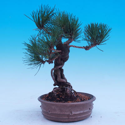 Outdoor-Bonsai -Borovice Thungergova - Pinus thunbergii - 4