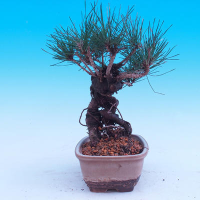 Outdoor-Bonsai -Borovice Thungergova - Pinus thunbergii - 4