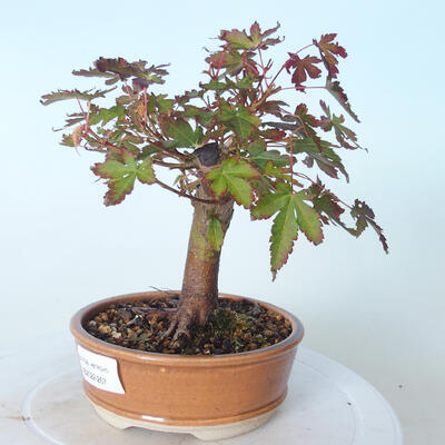 Outdoor-Bonsai - Ahorn palmatum sangokaku - Ahornpalmenblatt - 4