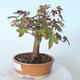 Outdoor-Bonsai - Ahorn palmatum sangokaku - Ahornpalmenblatt - 4/5