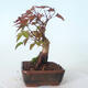 Outdoor-Bonsai - Ahorn palmatum DESHOJO - Ahorn palmate - 4/6