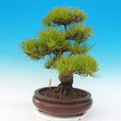 Bonsai im Freien - Pinus densiflora - rote Kiefer - 4