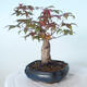 Outdoor-Bonsai - Ahorn palmatum DESHOJO - Ahorn palmate - 4/6