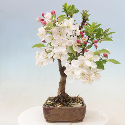 Bonsai im Freien - Malus halliana - Kleinfruchtiger Apfelbaum - 4
